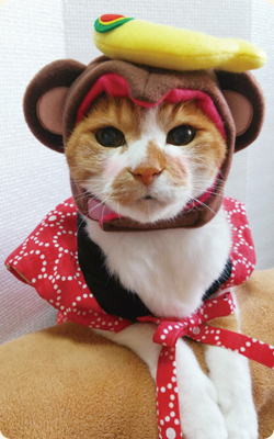 アビシニアンのネフェルちゃん