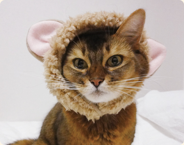 mix猫ののんちゃん