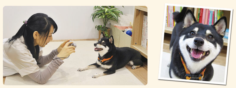 犬猫と同じ目線の高さから撮影しよう