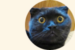 ワンポイント