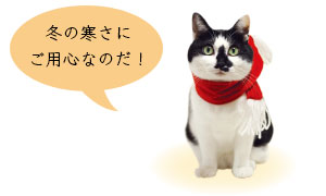ねこは冬の寒さにご用心!