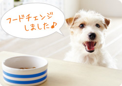 フードチェンジしました♪