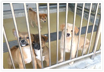 動物愛護センター
