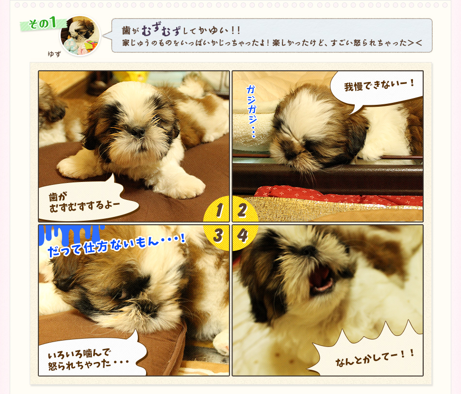 歯がむずむずしてかゆい!!家じゅうのものをいっぱいかじっちゃったよ!楽しかったけど、すごい怒られちゃった><