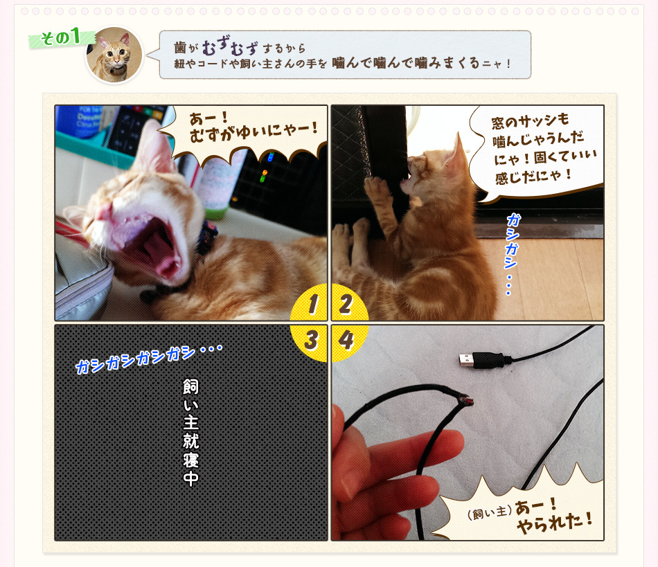 歯がむずむずするから紐やコードや飼い主さんの手を噛んで噛んで噛みまくるニャ!