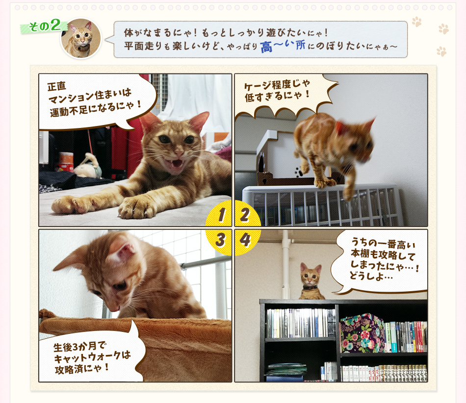 体がなまるにゃ!もっとしっかり遊びたいにゃ!平面走りも楽しいけど、やっぱり高~い所にのぼりたいにゃぁ~