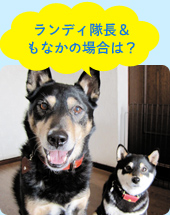 ランディ隊長&もなかの場合は?