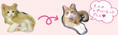 スタッフ猫キキちゃんからコメント