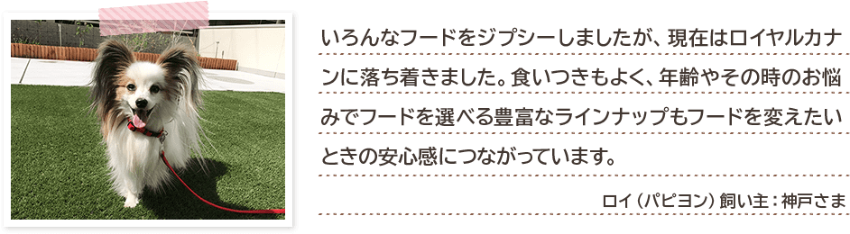 いろんなフードをジプシーしましたが、現在はロイヤルカナンに落ち着きました。食いつきもよく、年齢やその時のお悩みでフードを選べる豊富なラインナップもフードを変えたいときの安心感につながっています。 ロイ(パピヨン)飼い主:神戸さま