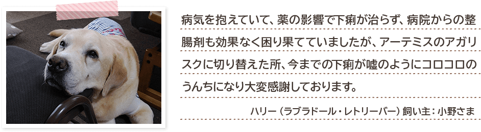 病気を抱えていて、薬の影響で下痢が治らず、病院からの整腸剤も効果なく困り果てていましたが、アーテミスのアガリスクに切り替えた所、今までの下痢が嘘のようにコロコロのうんちになり大変感謝しております。 ハリー(ラブラドール・レトリーバー)飼い主:小野さま
