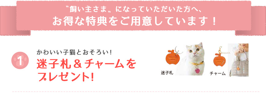 かわいい子猫とおそろい!迷子札&チャームをプレゼント!