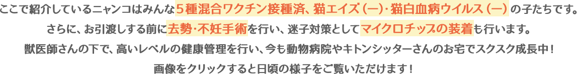 ここで紹介しているニャンコはみんな5種混合ワクチン接種済、猫エイズ・猫白血病ウイルス検査陰性の子たちです。さらに、お引渡しする前に去勢・避妊手術を行い、迷子対策としてマイクロチップの装着も行います。獣医師さんの下で、高いレベルの健康管理を行い、今も動物病院やキトンシッターさんのお宅でスクスク成長中!画像をクリックすると日頃の様子をご覧いただけます!