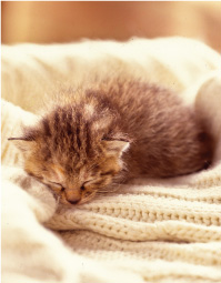 獣医師監修】猫風邪の話 - ペット用品の通販サイト ペピイ（PEPPY）