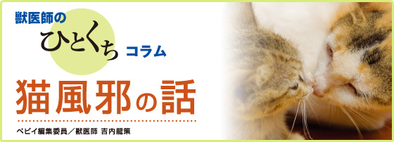獣医師監修】猫風邪の話 - ペット用品の通販サイト ペピイ(PEPPY)