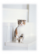 猫画像