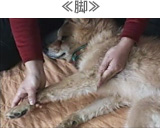 ≪脚≫