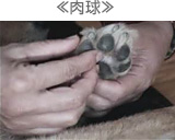≪肉球≫