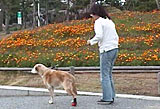 足が弱ってきた犬の歩かせ方