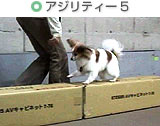 アジリティー5