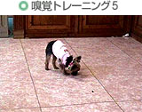 嗅覚トレーニング5