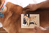 足が弱ってきた犬の歩かせ方