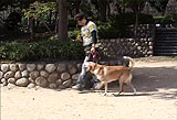 足が弱ってきた犬の歩かせ方