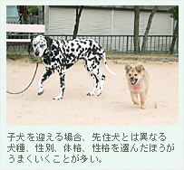 子犬を迎える場合、先住犬とは異なる犬種、性別、体格、性格を選んだほうがうまくいくことが多い。