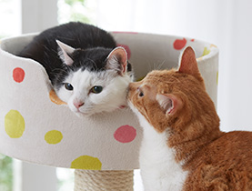 獣医師監修】猫風邪の話 - ペット用品の通販サイト ペピイ（PEPPY）