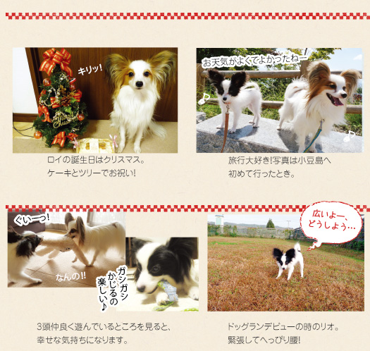 ペピイスタッフわんにゃん日記 Vol 4 ペット用品通販 ペピイ