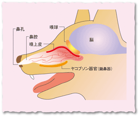 犬のからだセミナー 鼻編 犬の 鼻 についてどれだけ知ってる 犬のからだセミナー 鼻編 犬の 鼻 についてどれだけ知ってる