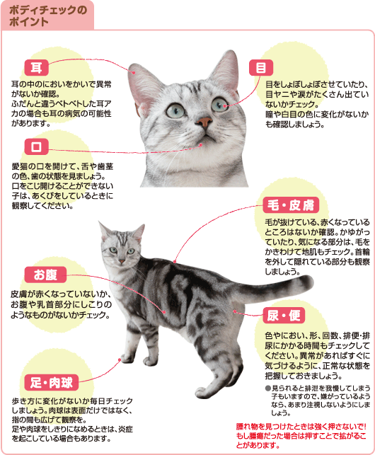 おうちで愛猫の健康チェック ペット用品の通販サイト ペピイ Peppy おうちで愛猫の健康チェック ペット用品の通販サイト ペピイ Peppy