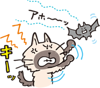 猫の耳はココがすごい 猫のからだセミナー 耳編 ペット用品の通販サイト ペピイ Peppy