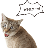 猫の耳はココがすごい 猫のからだセミナー 耳編 ペット用品の通販サイト ペピイ Peppy 猫の耳はココがすごい 猫のからだセミナー 耳編 ペット用品の通販サイト ペピイ Peppy