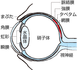 猫のからだセミナー 目編