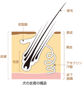 人とどこが違うの 皮膚 の構造 犬のからだセミナー 皮膚編 ペット用品の通販サイト ペピイ Peppy