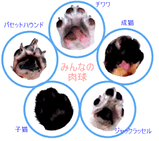 肉球てってい研究 ペット用品の通販サイト ペピイ Peppy