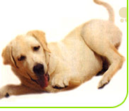 パピーウォーカー 盲導犬の候補犬 ペット用品の通販サイト ペピイ Peppy