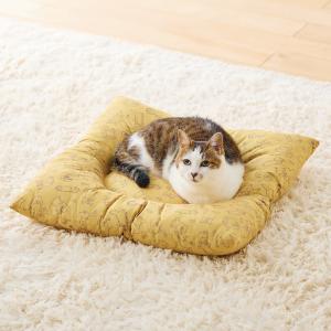マロン/モデル体重:3.9kg