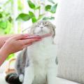 ねこじゃすり