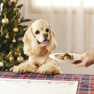 ÉYX[NL[uiPEPPYLIFE V[Yj QOQ