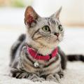 Ｓｉｐｐｏｌｅ　ふわふわのびーる猫首輪
