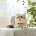 Sippole ふわふわのびーる猫首輪
