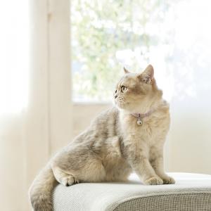 さくら《春限定カラーです》