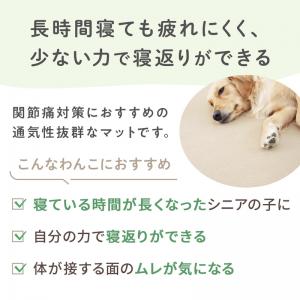 こんなわんこにおすすめです。