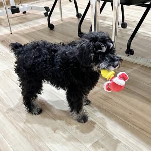 スタッフ犬 オリーちゃん、タコさん発見