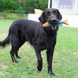 大きなわんちゃんにも!