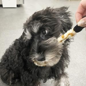 スタッフ犬 オリーちゃんもお気に入り