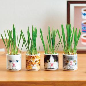 おちょこで猫草 茶 おちょこで猫草 茶