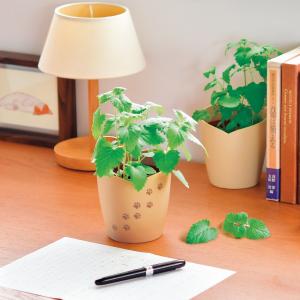 西洋マタタビ栽培キット 西洋マタタビ栽培キット