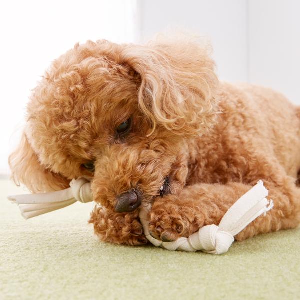 オーガニックコットン 手作りデンタル ロープ 手作りキッド 犬用おもちゃ ペット用品の通販サイト ペピイ Peppy